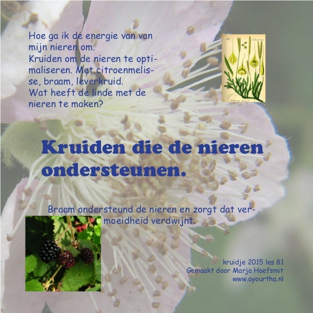 nieren ondersteunen nieren ondersteunen